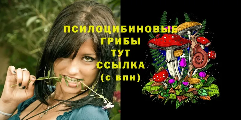 Галлюциногенные грибы Cubensis  что такое наркотик  Курчалой 